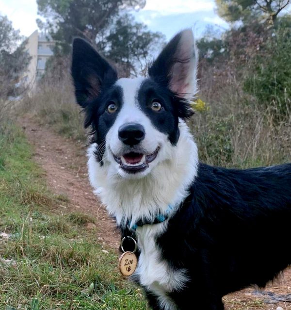 Perro Zoe con su chapa de mascotas personalizada