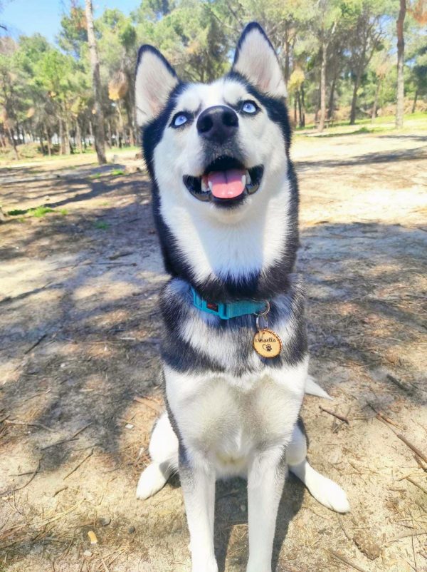 chapa mascota madera personalizada